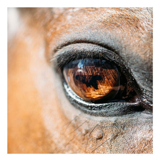 Maison Crivelli Oud Stallion  - Extracto de perfume