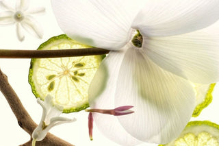 Familias olfativas: qué significan los perfumes gourmand, fougère y acuáticos