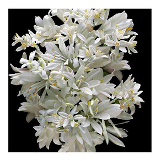 Kilian Good Girl Gone Bad 100 ml - Perfume