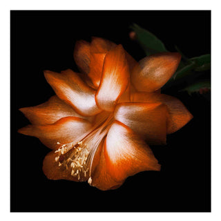 Byredo Black Saffron - Absolu de parfum